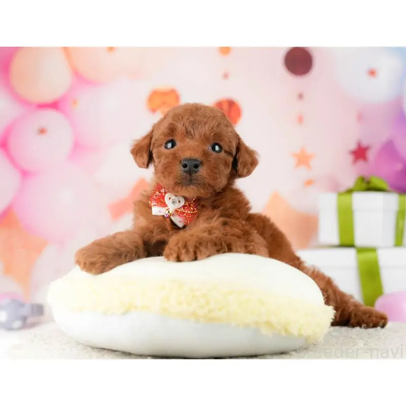 販売中の東京都のトイプードル-452390の10枚目