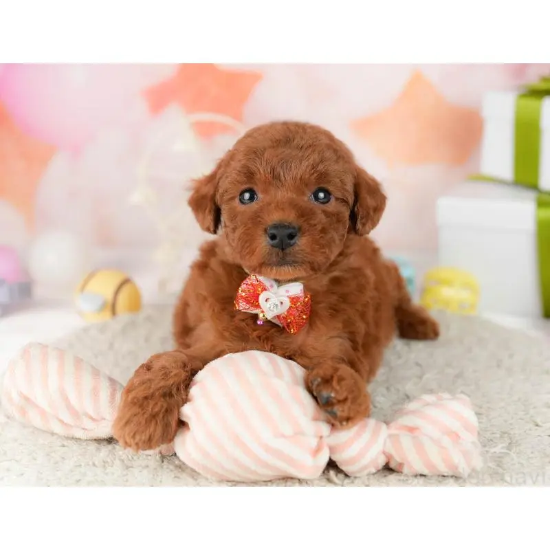 販売中の東京都のトイプードル-452390の9枚目