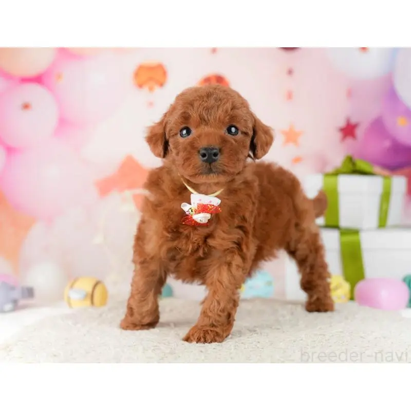 販売中の東京都のトイプードル-452390の7枚目