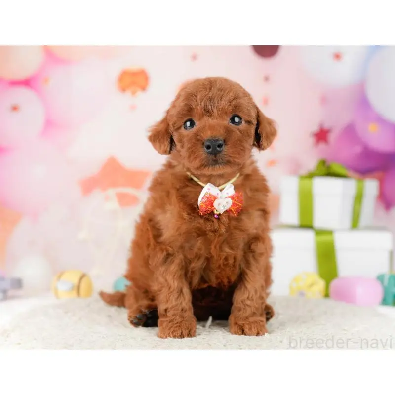 販売中の東京都のトイプードル-452390の6枚目