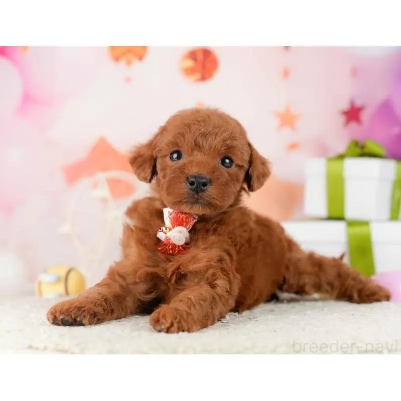 販売中の東京都のトイプードル-452390の4枚目