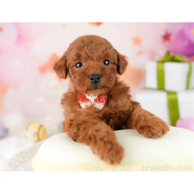 販売中の東京都のトイプードル-452390の3枚目