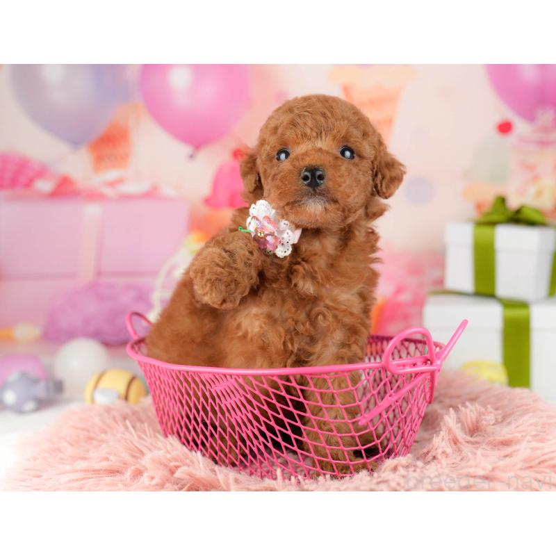 販売中の東京都のトイプードル-452392の11枚目