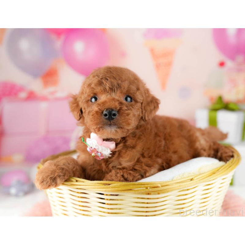 販売中の東京都のトイプードル-452392の10枚目