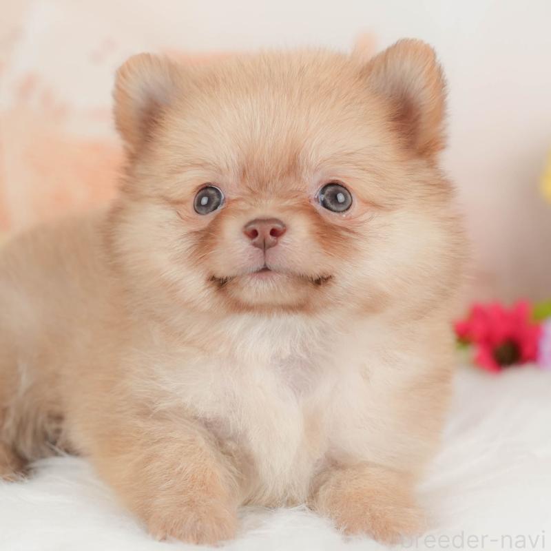 販売中の群馬県のポメチワ:ポメラニアン×チワワ-452262