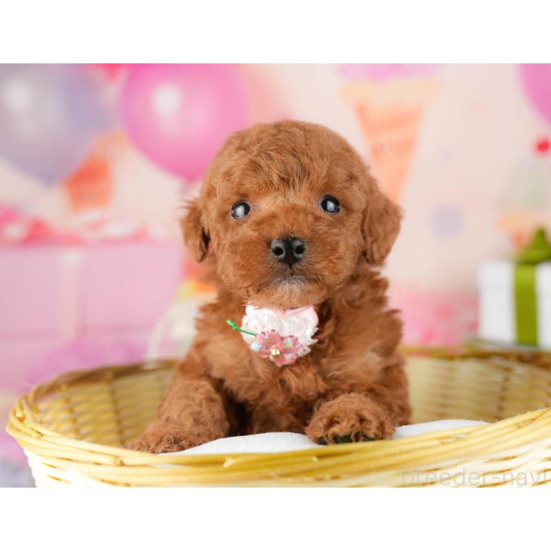 販売中の東京都のトイプードル-452392の8枚目