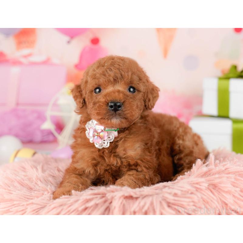 販売中の東京都のトイプードル-452392の6枚目