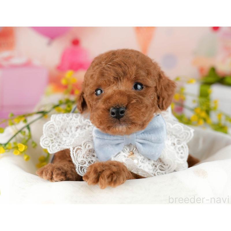 販売中の東京都のトイプードル-452392の5枚目