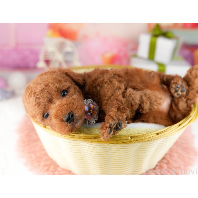 販売中の東京都のトイプードル-452392の3枚目