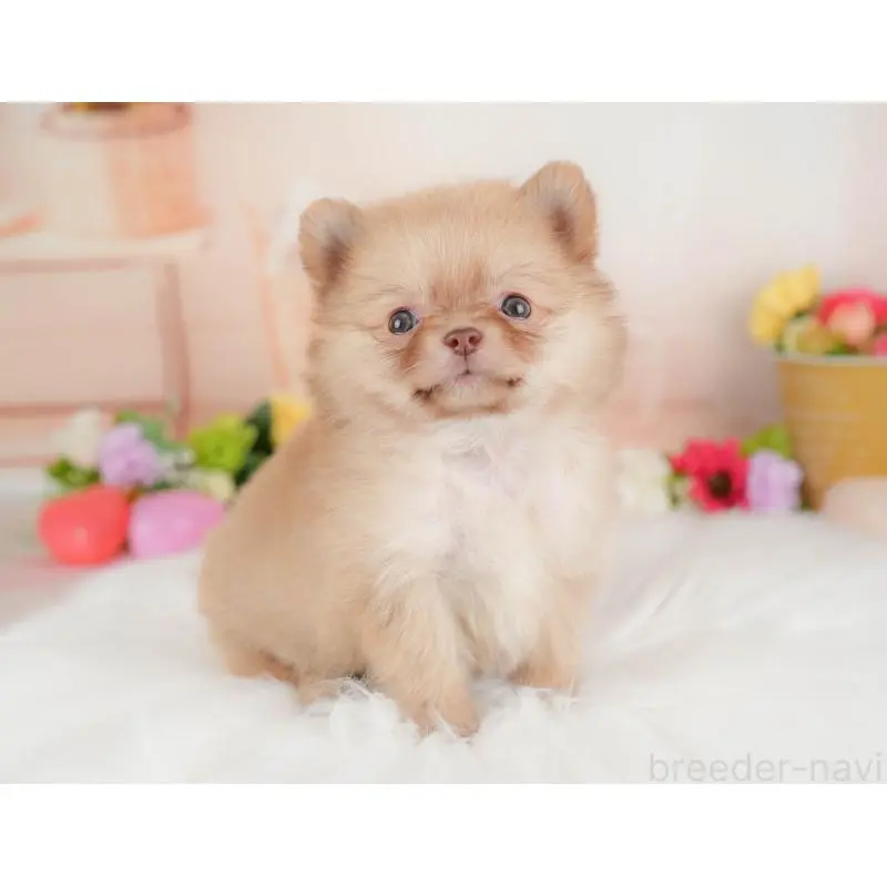 販売中の群馬県のポメチワ:ポメラニアン×チワワ-452262の4枚目