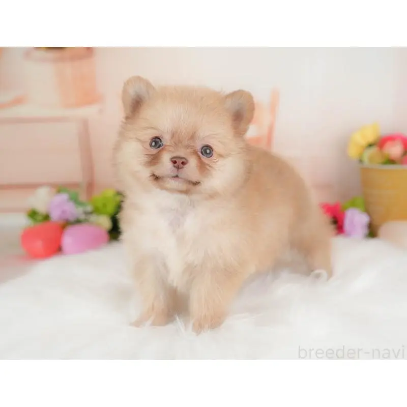 販売中の群馬県のポメチワ:ポメラニアン×チワワ-452262の3枚目