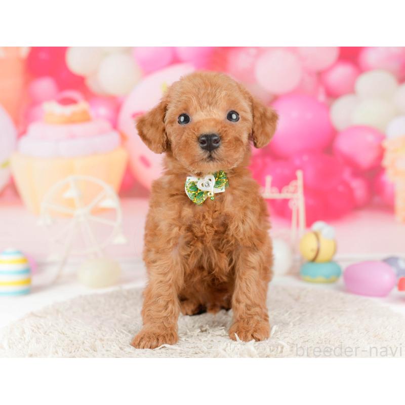 販売中の東京都のトイプードル-452404の7枚目