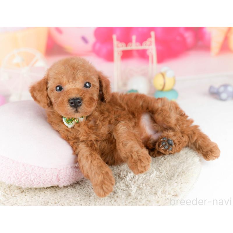 販売中の東京都のトイプードル-452404の5枚目