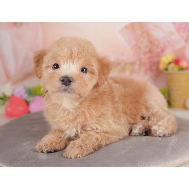 販売中の群馬県のマルプー:マルチーズ×トイプードル-452260の9枚目