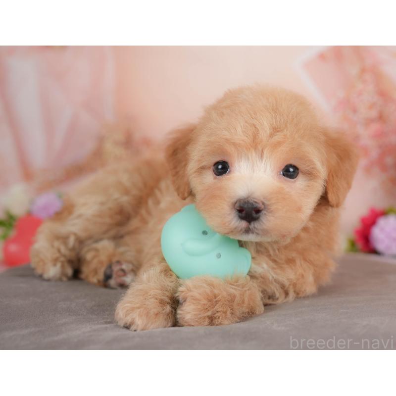 販売中の群馬県のマルプー:マルチーズ×トイプードル-452260の8枚目