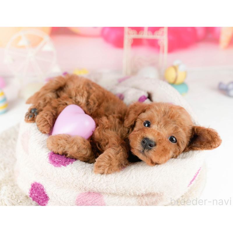 販売中の東京都のトイプードル-452404の3枚目