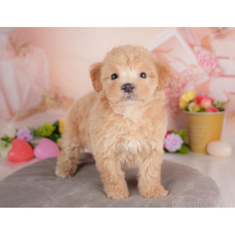 販売中の群馬県のマルプー:マルチーズ×トイプードル-452260の7枚目