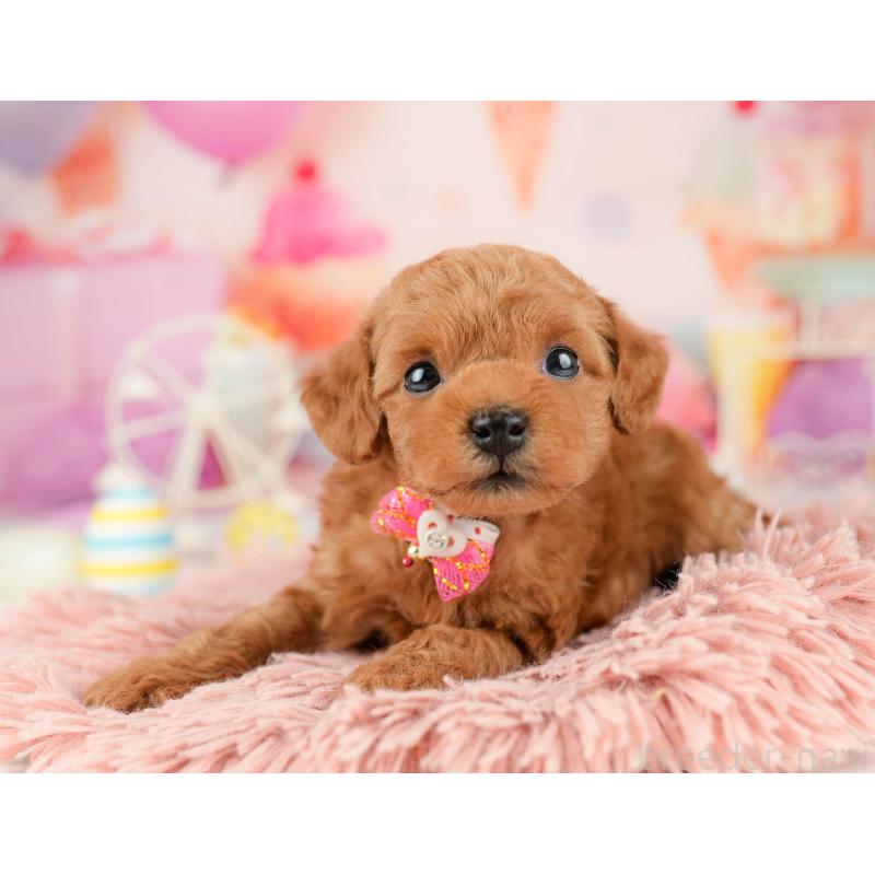 販売中の東京都のトイプードル-452417の7枚目