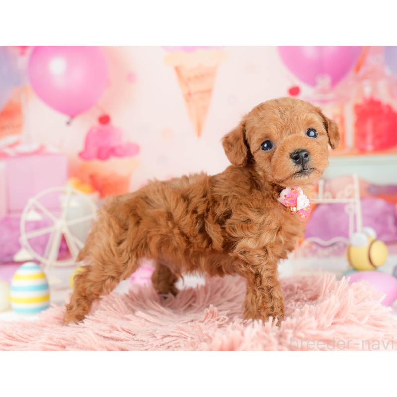 販売中の東京都のトイプードル-452417の6枚目