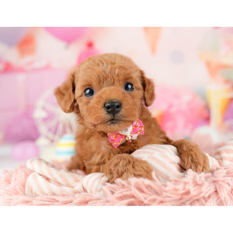 販売中の東京都のトイプードル-452417の5枚目