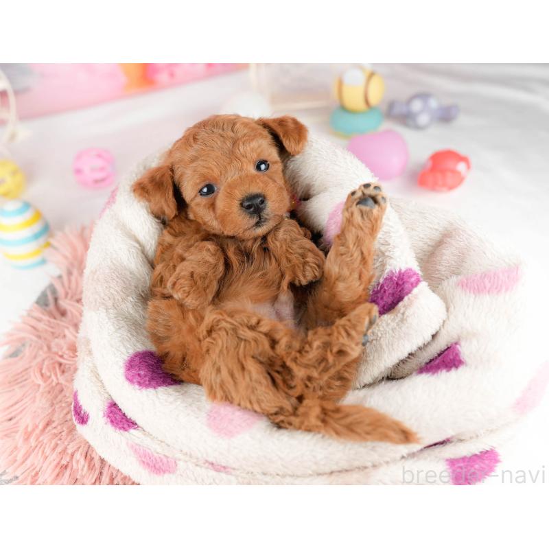 販売中の東京都のトイプードル-452417の3枚目