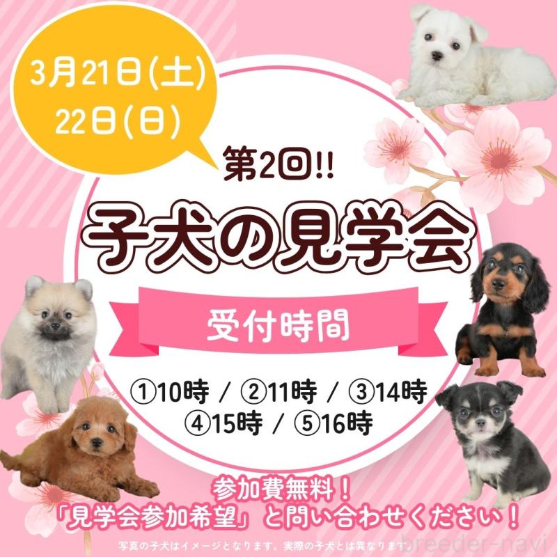 販売中の東京都のミニチュアダックスフンド(ロングヘアード)-452413の8枚目