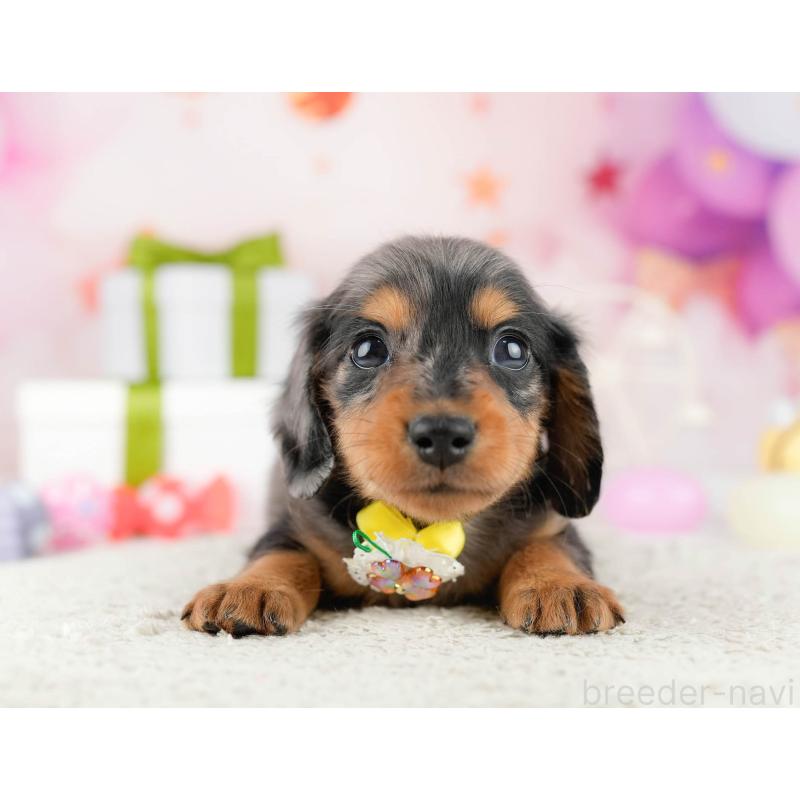 販売中の東京都のミニチュアダックスフンド(ロングヘアード)-452413