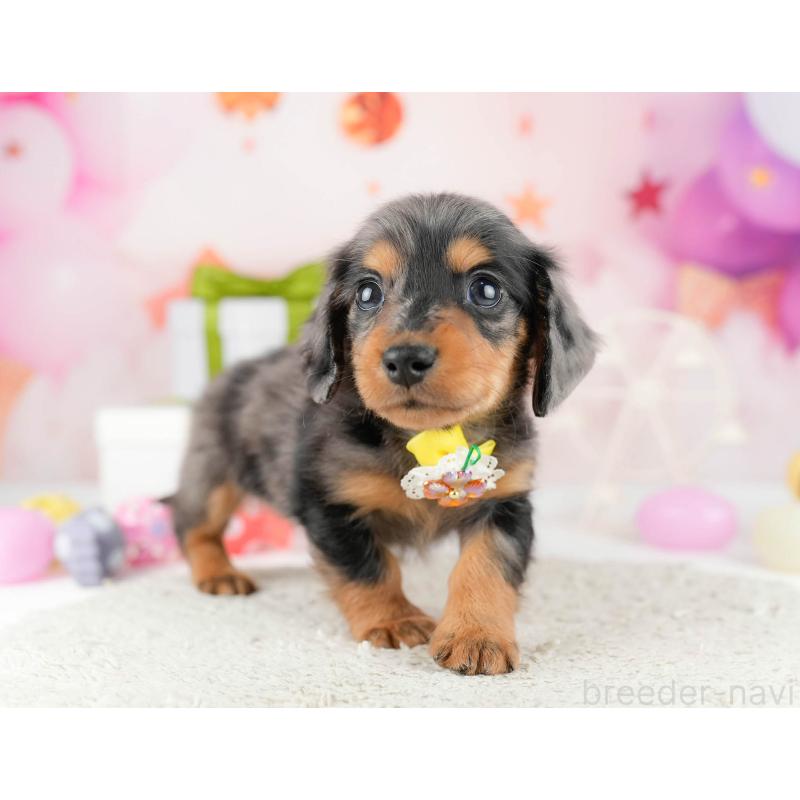 販売中の東京都のミニチュアダックスフンド(ロングヘアード)-452413の7枚目