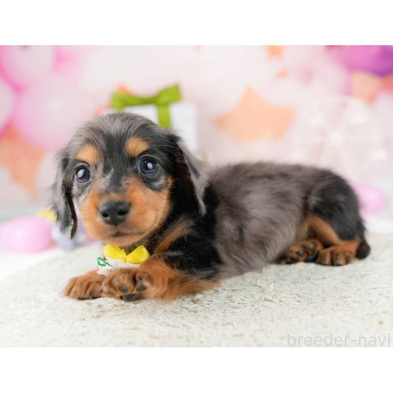 販売中の東京都のミニチュアダックスフンド(ロングヘアード)-452413の6枚目