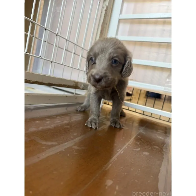 販売中の神奈川県のワイマラナー-452118の7枚目