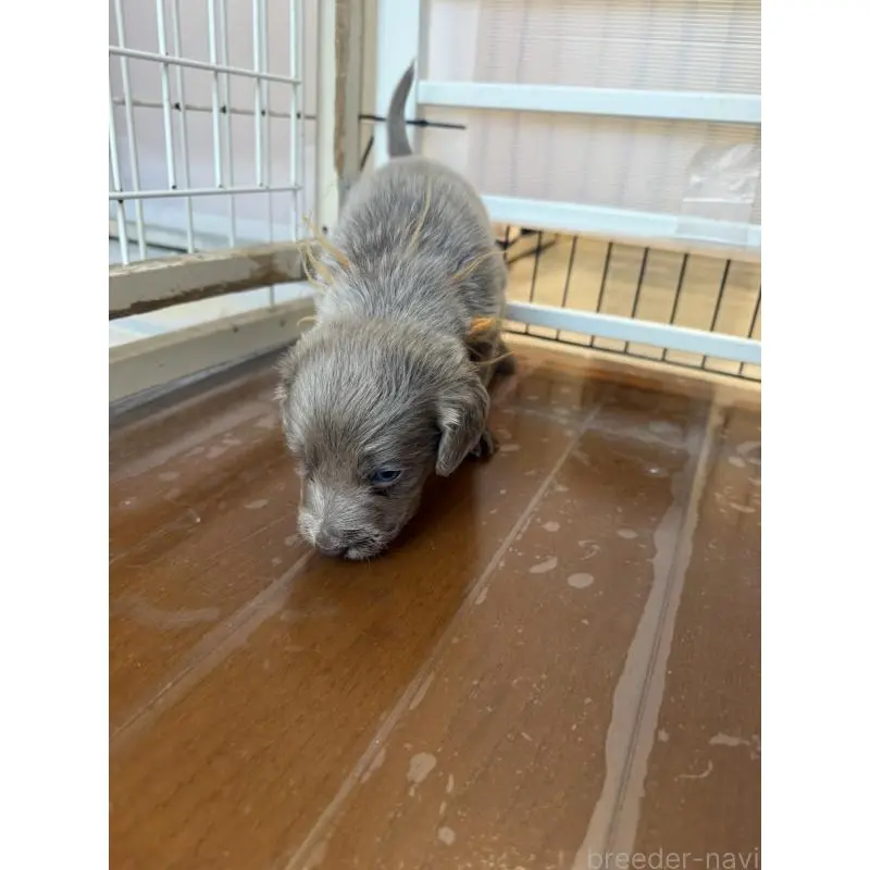 販売中の神奈川県のワイマラナー-452118の5枚目