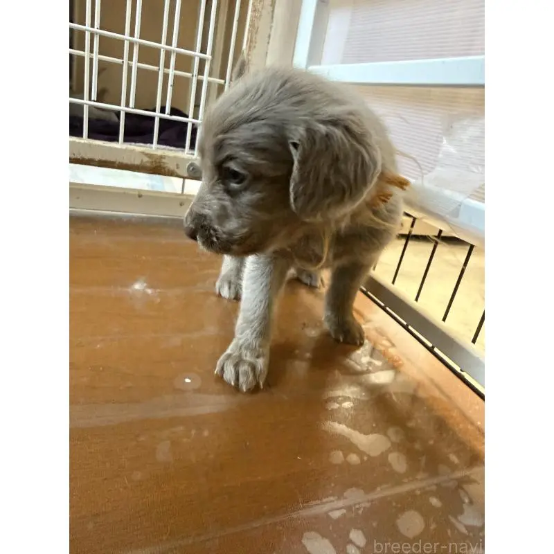 販売中の神奈川県のワイマラナー-452118の4枚目