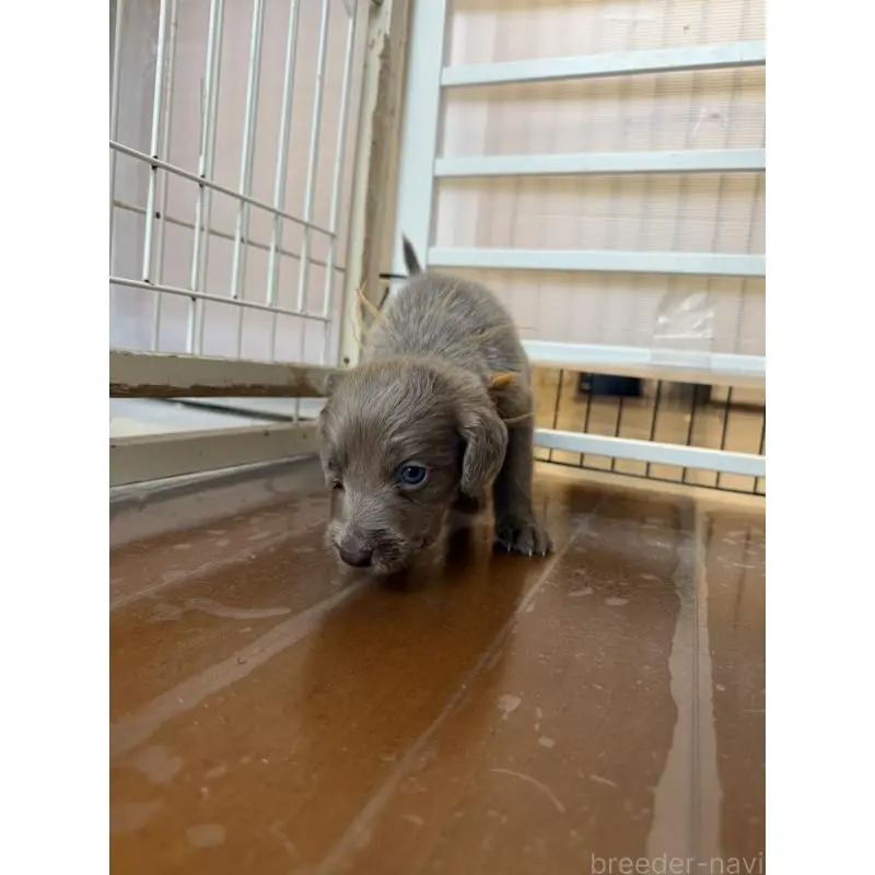 販売中の神奈川県のワイマラナー-452118の3枚目