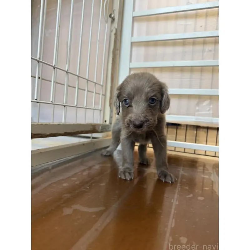 販売中の神奈川県のワイマラナー-452118の2枚目