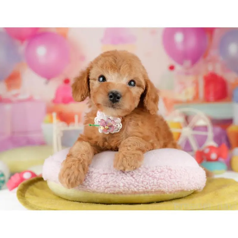 販売中の東京都のトイプードル-452447の9枚目