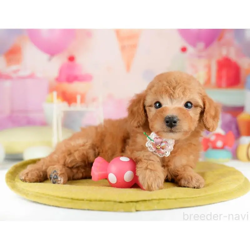 販売中の東京都のトイプードル-452447の8枚目