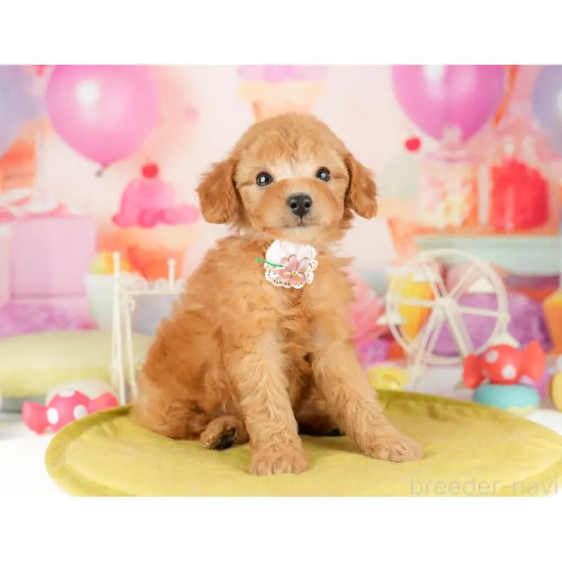 販売中の東京都のトイプードル-452447の7枚目