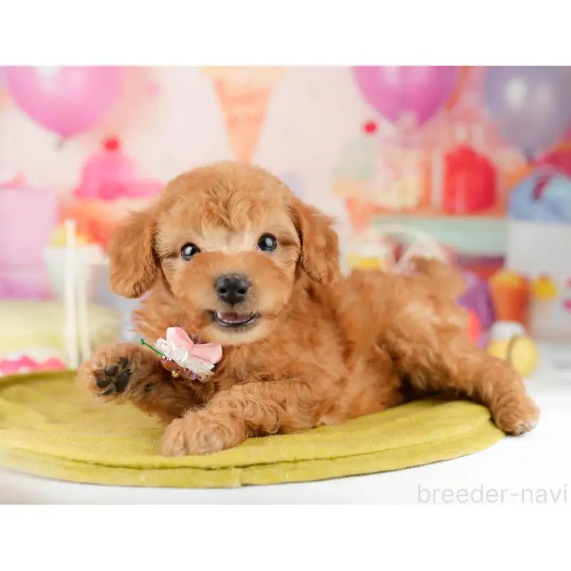 販売中の東京都のトイプードル-452447の6枚目