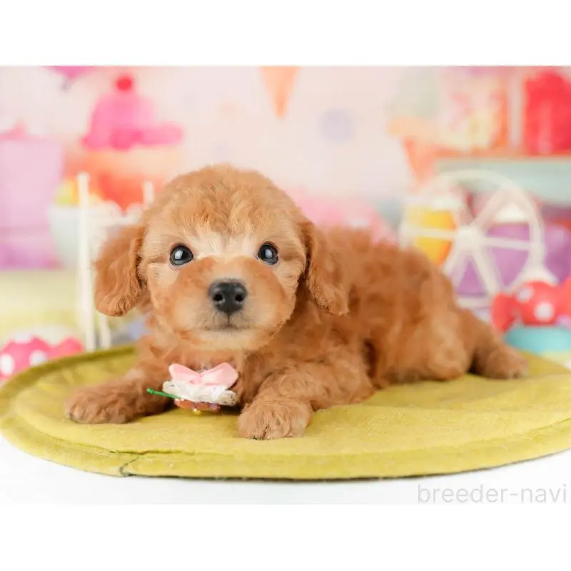 販売中の東京都のトイプードル-452447の5枚目