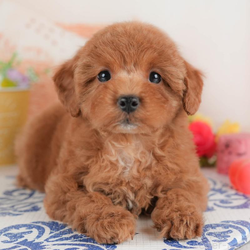 販売中の群馬県のトイプードル-452258