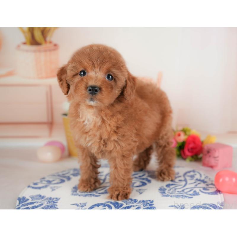 販売中の群馬県のトイプードル-452258の12枚目