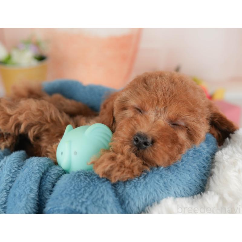 販売中の群馬県のトイプードル-452258の11枚目