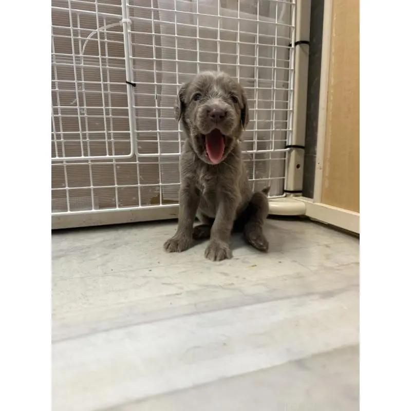 販売中の神奈川県のワイマラナー-452119の7枚目