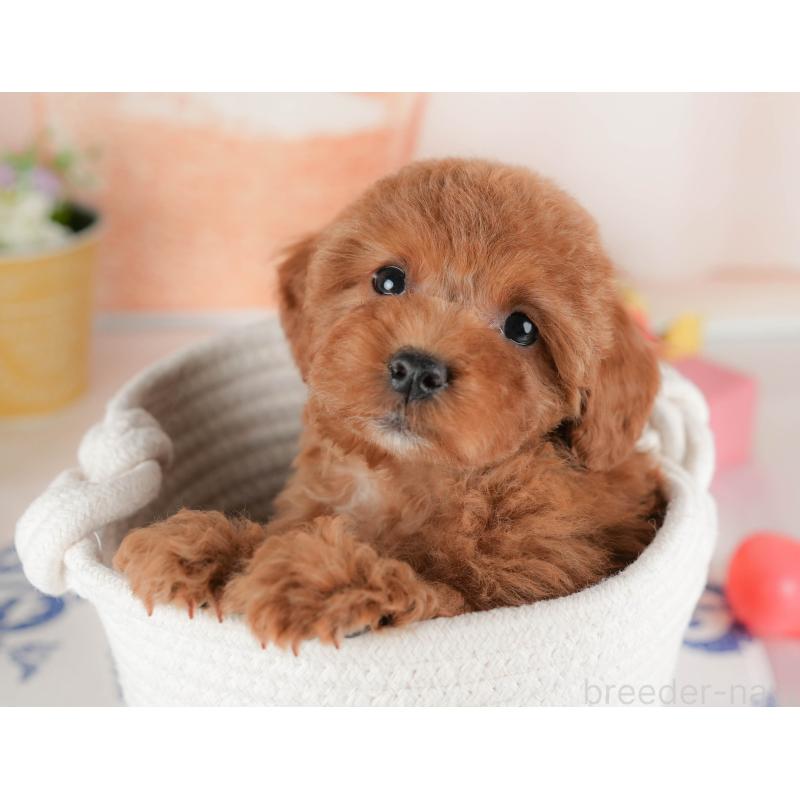 販売中の群馬県のトイプードル-452258の10枚目