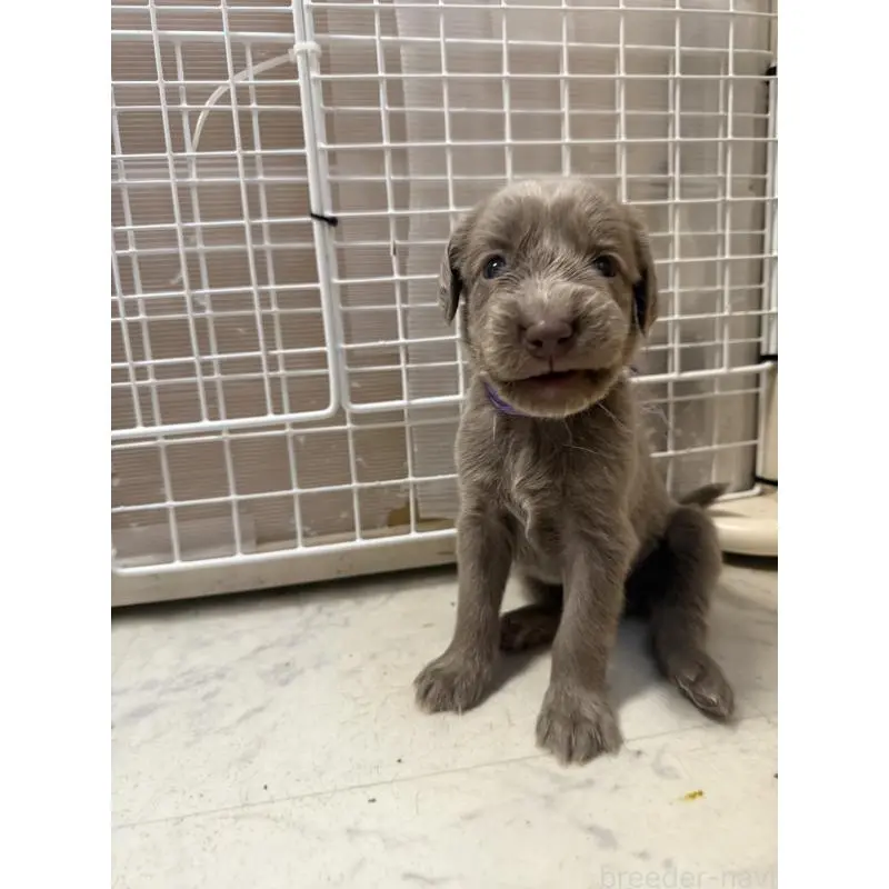 販売中の神奈川県のワイマラナー-452119の6枚目