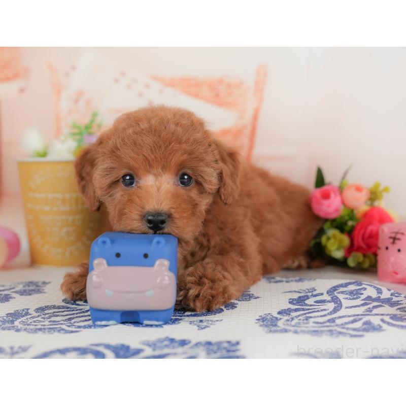 販売中の群馬県のトイプードル-452258の8枚目