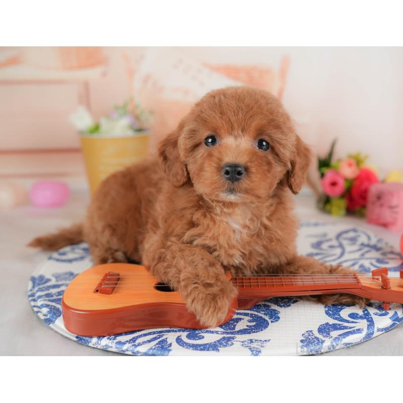 販売中の群馬県のトイプードル-452258の7枚目