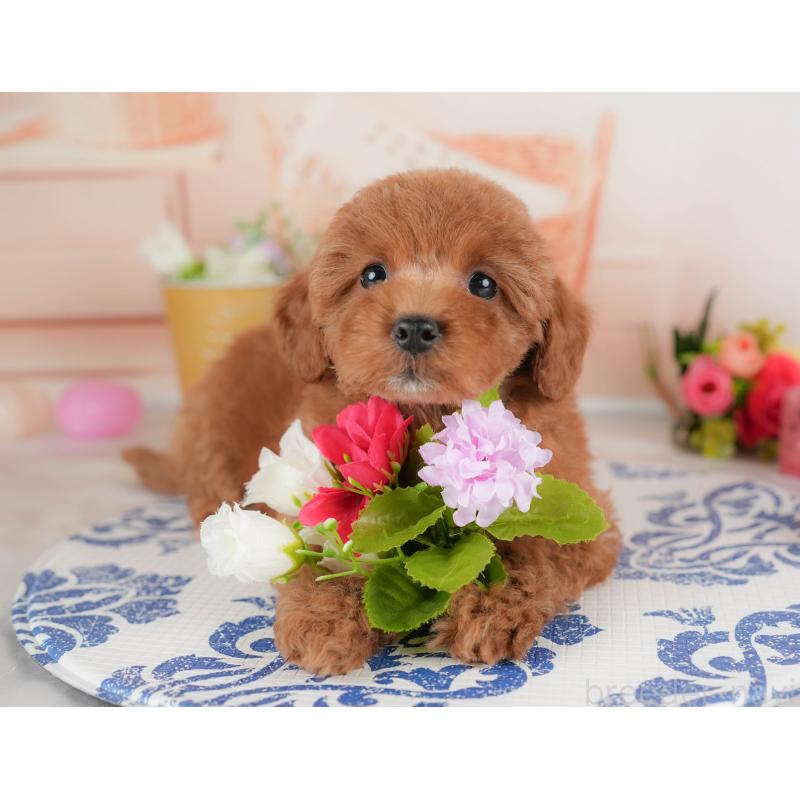 販売中の群馬県のトイプードル-452258の6枚目