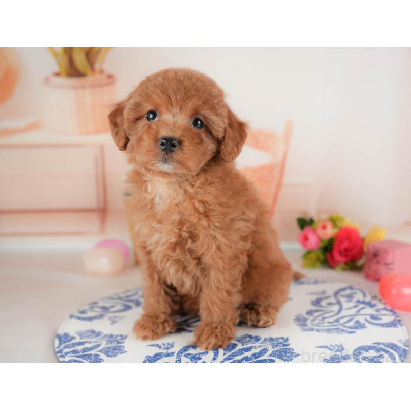 販売中の群馬県のトイプードル-452258の5枚目