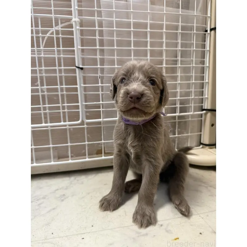 販売中の神奈川県のワイマラナー-452119の5枚目